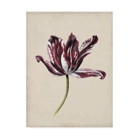 Naomi Mccavitt 'Antique Tulip Study Iv' Canvas Art,14x19